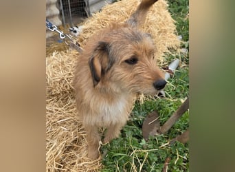 Hund Rüde Rauhaar Tierschutz Bundesweite Vermittlung