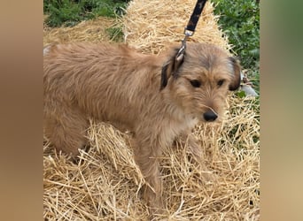 Hund Rüde Rauhaar Tierschutz Bundesweite Vermittlung