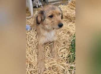 Hund Rüde Rauhaar Tierschutz Bundesweite Vermittlung