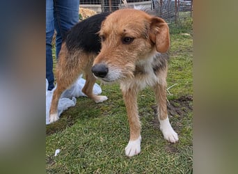 Hund Rüde Tierschutz Rauhaar Bundesweite Vermittlung