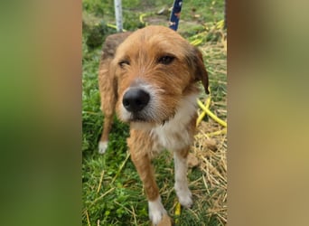 Hund Rüde Tierschutz Rauhaar Bundesweite Vermittlung