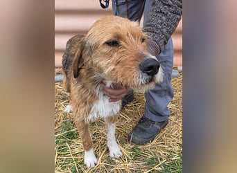 Hund Rüde Tierschutz Rauhaar Bundesweite Vermittlung