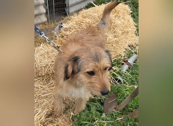 Hund Rüde Rauhaar Tierschutz Bundesweite Vermittlung