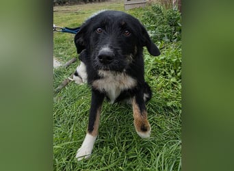 Hund Hündin Tierschutz Rauhaar Bundesweite Vermittlung