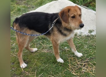 Hund Rüde Tierschutz Rauhaar Bundesweite Vermittlung