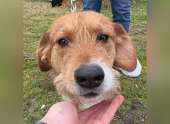 Hund Rüde Tierschutz Rauhaar Bundesweite Vermittlung