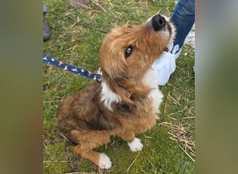 Hund Rüde Tierschutz Rauhaar Bundesweite Vermittlung