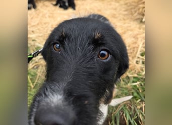 Hund Hündin Tierschutz Rauhaar Bundesweite Vermittlung