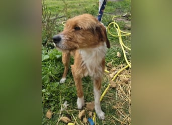 Hund Rüde Tierschutz Rauhaar Bundesweite Vermittlung