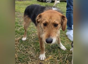 Hund Rüde Tierschutz Rauhaar Bundesweite Vermittlung