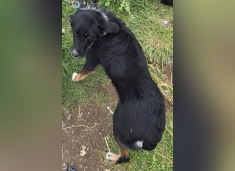 Hund Hündin Tierschutz Rauhaar Bundesweite Vermittlung