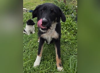 Hund Hündin Tierschutz Rauhaar Bundesweite Vermittlung