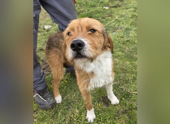 Hund Rüde Tierschutz Rauhaar Bundesweite Vermittlung