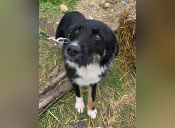 Hund Hündin Tierschutz Rauhaar Bundesweite Vermittlung