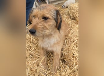 Hund Rüde Rauhaar Tierschutz Bundesweite Vermittlung