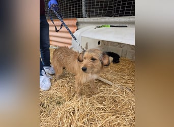 Hund Rüde Rauhaar Tierschutz Bundesweite Vermittlung