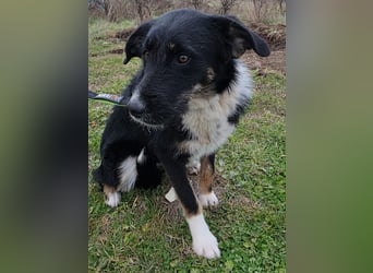 Hund Hündin Tierschutz Rauhaar Bundesweite Vermittlung