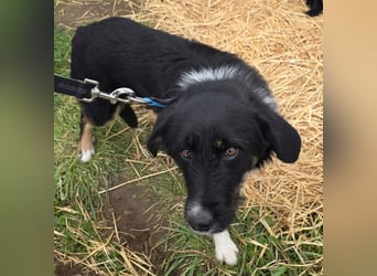 Hund Hündin Tierschutz Rauhaar Bundesweite Vermittlung