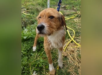 Hund Rüde Tierschutz Rauhaar Bundesweite Vermittlung