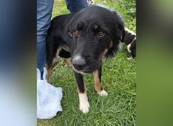 Hund Hündin Tierschutz Rauhaar Bundesweite Vermittlung