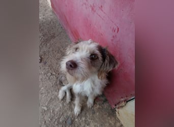 Ornelia - liebevolle Griffon-Mischlingshündin