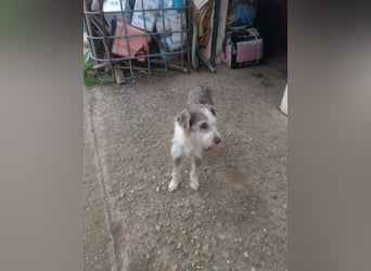 Ornelia - liebevolle Griffon-Mischlingshündin