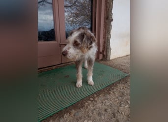 Ornelia - liebevolle Griffon-Mischlingshündin