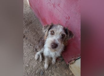 Ornelia - liebevolle Griffon-Mischlingshündin