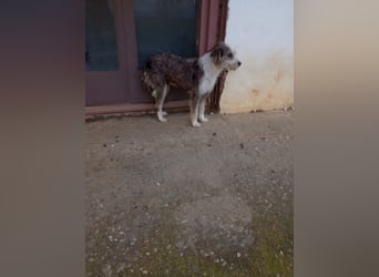 Ornelia - liebevolle Griffon-Mischlingshündin