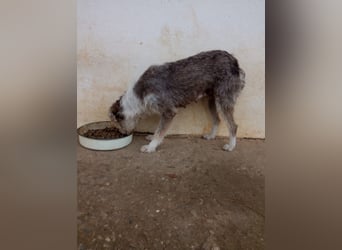 Ornelia - liebevolle Griffon-Mischlingshündin