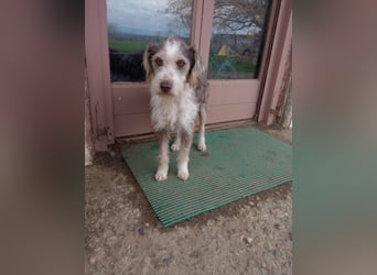 Ornelia - liebevolle Griffon-Mischlingshündin