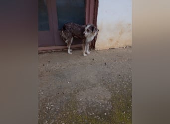 Ornelia - liebevolle Griffon-Mischlingshündin