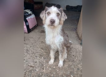 Ornelia - liebevolle Griffon-Mischlingshündin