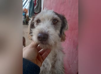 Ornelia - liebevolle Griffon-Mischlingshündin