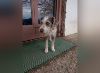 Ornelia - liebevolle Griffon-Mischlingshündin