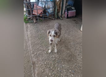 Ornelia - liebevolle Griffon-Mischlingshündin