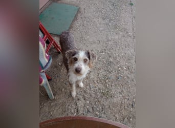 Ornelia - liebevolle Griffon-Mischlingshündin