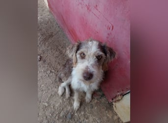 Ornelia - liebevolle Griffon-Mischlingshündin