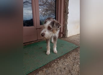 Ornelia - liebevolle Griffon-Mischlingshündin