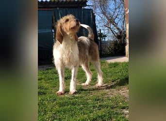 Frollo - ein geselliger, freundlicher Bub