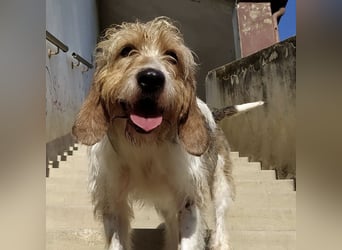 Frollo - ein geselliger, freundlicher Bub