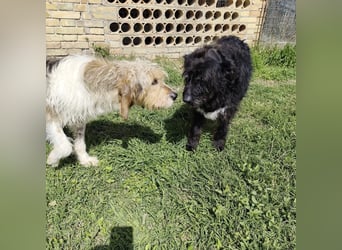 Frollo - ein geselliger, freundlicher Bub