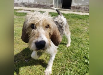 Frollo - ein geselliger, freundlicher Bub