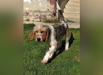 Frollo - ein geselliger, freundlicher Bub