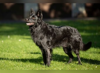 Raffi - sensibler Hund sucht sicheren Menschen - Tierhilfe Franken e.V.