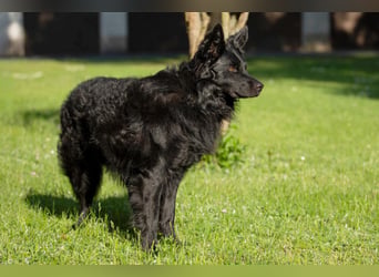 Raffi - sensibler Hund sucht sicheren Menschen - Tierhilfe Franken e.V.