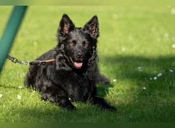 Raffi - sensibler Hund sucht sicheren Menschen - Tierhilfe Franken e.V.