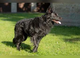 Raffi - sensibler Hund sucht sicheren Menschen - Tierhilfe Franken e.V.
