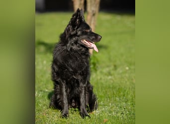 Raffi - sensibler Hund sucht sicheren Menschen - Tierhilfe Franken e.V.