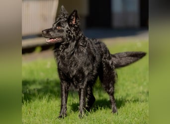 Raffi - sensibler Hund sucht sicheren Menschen - Tierhilfe Franken e.V.